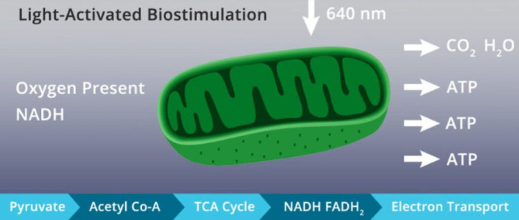 Diagram of a light-activated biostimulation process with ATP production and other biochemical reactions.